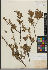 Foto von Salix waldsteiniana Willd.